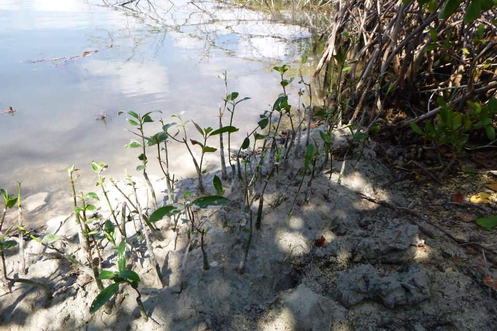 mangroves environment st maarten 1