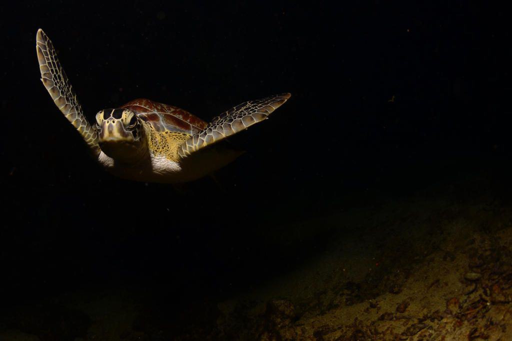 night scuba diving st maarten 1