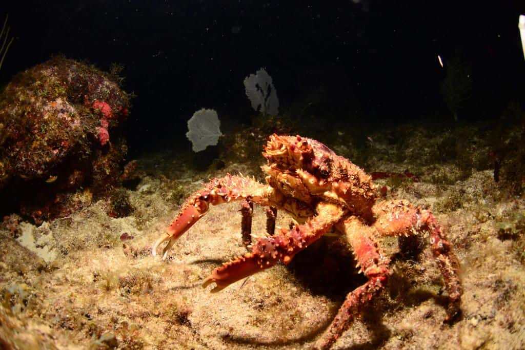 night scuba diving st maarten 2