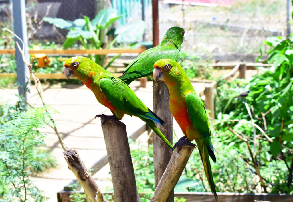 parrot ville bird park st maarten birds 1024