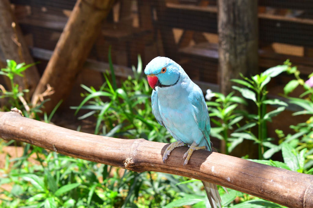 parrot ville bird park st maarten intro 1024