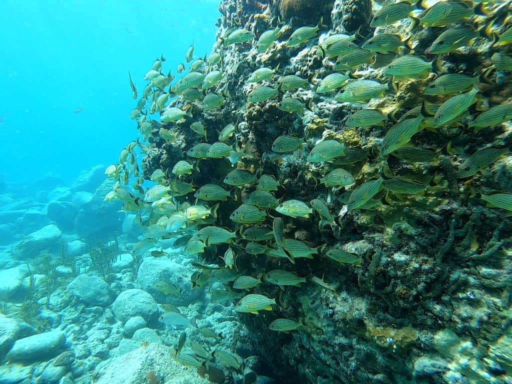 st martin snorkeling creole rock 2 1024