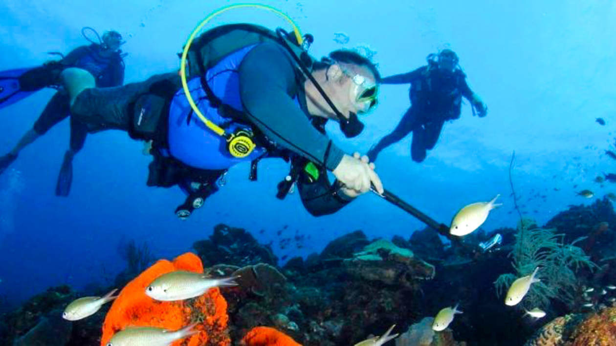 Old Gin House Hotel on St Eustatius - Scuba Diving