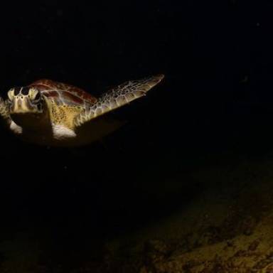 Scuba Diving at Night in the Waters Around St. Maarten